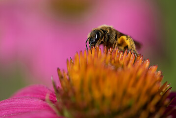 Wasp eating on pink echinacea flower in garden.