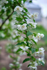 close up of jasmine flowers in a garden