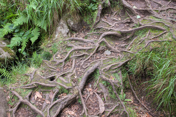 tree roots in the way