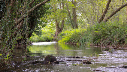 river water flowing through nature
