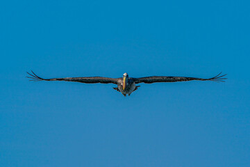 A Peruvian pelican gliding in the blue sky