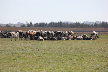 manada de vacas