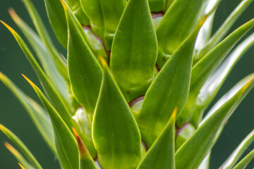 Obraz premium Green thorny leaves of araucaria araucana or monkey tail tree with sharp needle-like leaves and spikes of exotic plant in the wilderness of patagonia shows symmetric shape details of the green leaves