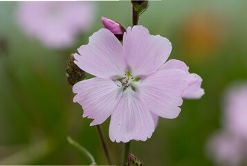Prairie mallow (Sidalcea ‘Elsie Heugh’) purple pink flowers with fringed petals