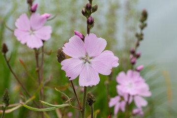 Prairie mallow (Sidalcea ‘Elsie Heugh’) purple pink flowers with fringed petals