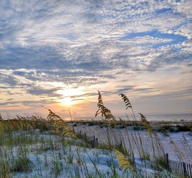 Fluffy Beach Sunrise Cloudscape and Illuminated Seagrass