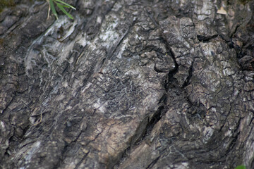 Tree bark macro with fine natural structures and rough tree bark as natural and ecological background shows a beautiful wooden structure with scars and protection as habitat for little insects