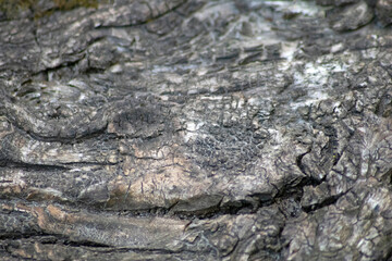 Tree bark macro with fine natural structures and rough tree bark as natural and ecological background shows a beautiful wooden structure with scars and protection as habitat for little insects