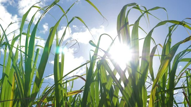 Sugar cane fileds plantation at caribbean countryside, agriculture concept