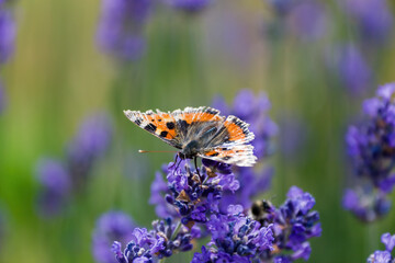 butterfly sits on lavender flower