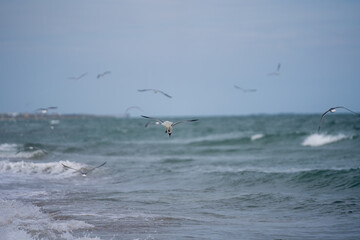 seagulls on the beach fishing 