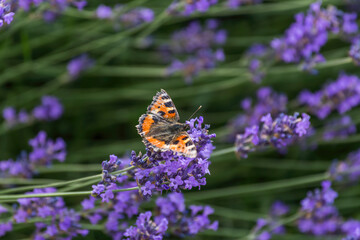 butterfly sits on lavender flower
