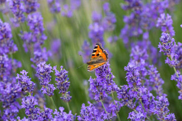 butterfly sits on lavender flower © OE993