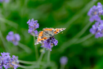 butterfly sits on lavender flower