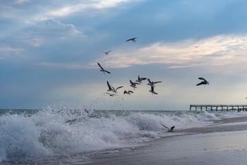seagulls on the beach fishing 