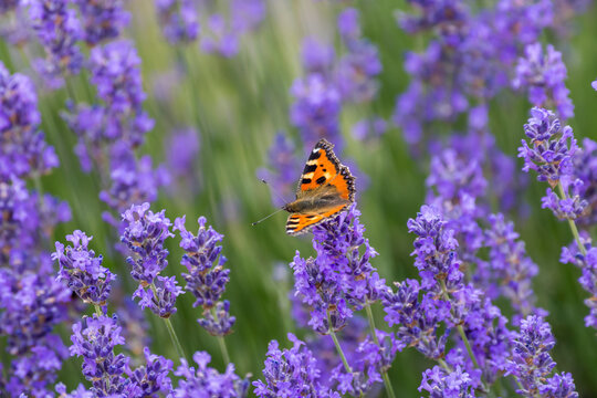 butterfly sits on lavender flower