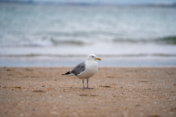 seagull on the beach