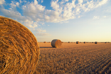 Hay bales on agriculture field after harvest on a sunny summer day - obrazy, fototapety, plakaty