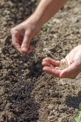 Female hand holds parsley seeds for sowing in prepared soil