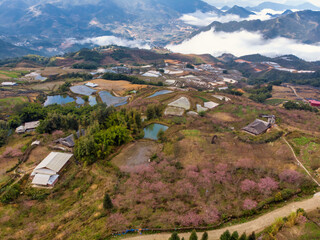 Fototapeta premium Peach blossom garden in the middle of a mountain village