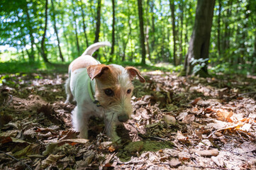 Naklejka na ściany i meble a white-brown dog of the Jack Russell terrier breed walks outdoors in the park