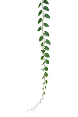 Green leaves Javanese treebine or Grape ivy (Cissus spp.) jungle vine hanging ivy plant isolated on...
