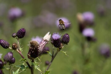 A flying bee on a thistle field