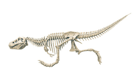 Naklejka premium tyrannosaur skeleton fast run side view