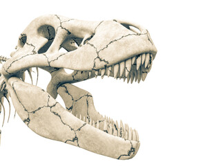 tyrannosaur skeleton head close up © DM7