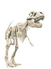 tyrannosaur skeleton looking for food © DM7