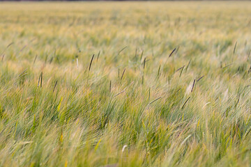 field of wheat before harvest