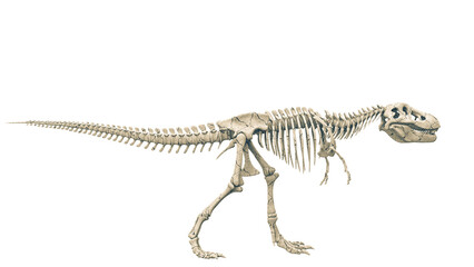 tyrannosaur skeleton pose three - obrazy, fototapety, plakaty