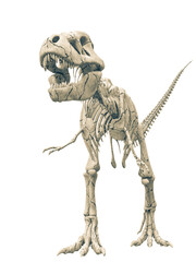 tyrannosaur skeleton standing up © DM7