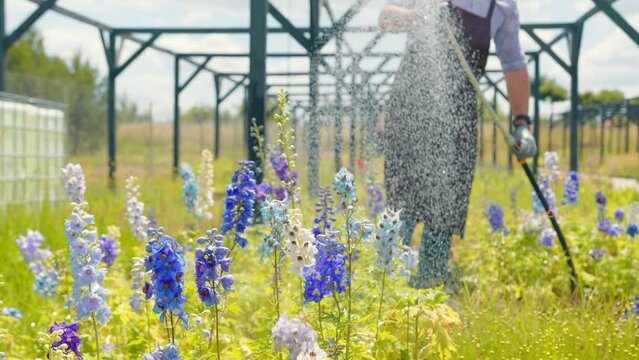 Man watering flowers close up farm on a sunny day. Watering flowers in the garden. Gardner Farmer Dachshund King of Plants and Flowers