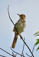 Brown Thrasher on Tree Branch