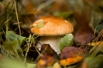 boletus muchroom grows on ground among dry fallen leaves in forest
