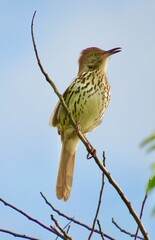 Brown Thrasher on Tree Branch