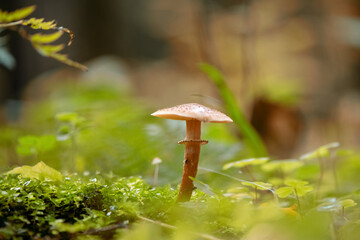Tiny toxic toadstool mushroom growing in green moss