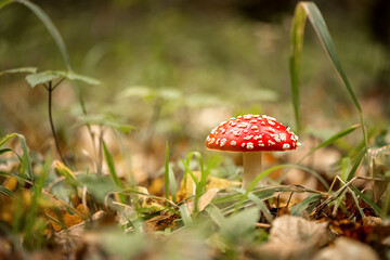 Fly agaric toxic mushroom grows in grass in forest