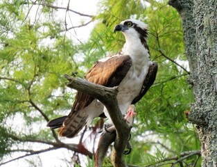 Osprey in Tree with Fresh Catch