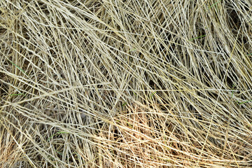 Texture pattern created by dry grass.