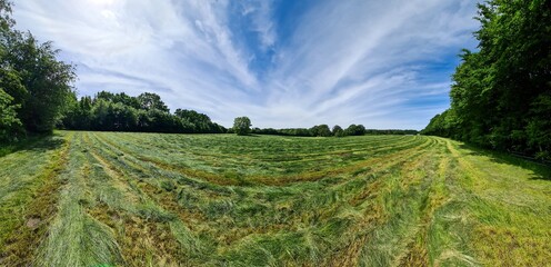 View of an agriculturally used field with green grass.