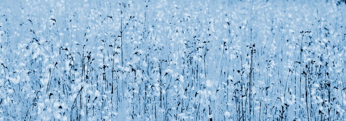 Blumenwiese in Blau und Weiß, abstrakt für Cover, Banner und als Hintergrund