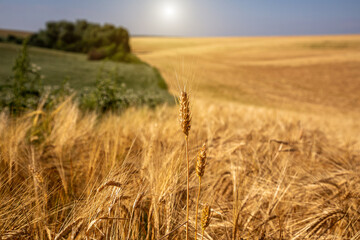 Fields with mature wheat in Ukraine. Global grain crisis in the world.