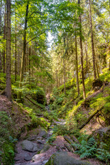 Cover page with magical fairytale forest with fern, moss and rocks at the hiking trail called Malerweg in the national park Saxon Switzerland near Dresden and Czechish border, Saxony, Germany.