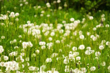 Grass. Blur. Delicate, juicy green color. Wallpaper.