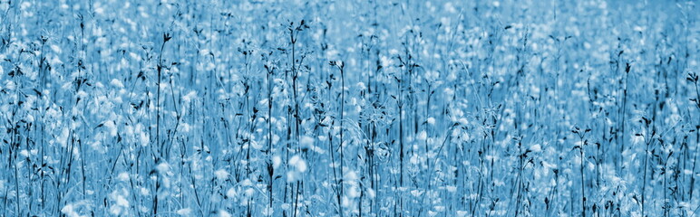 Blumenwiese in Blau und Weiß, abstrakt für Cover, Banner und als Hintergrund	