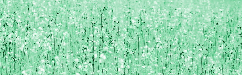 Blumenwiese in Grün, Mintgrün und Weiß, abstrakt für Cover, Banner und als Hintergrund	