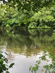 lake with geese and ducks in the forest