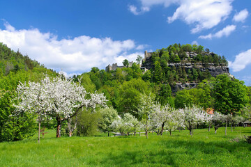 Zittauer Gebirge, Oybin Kloster im Frühling mit blühenden Apfelbäumen - Zittau Mountains, the...